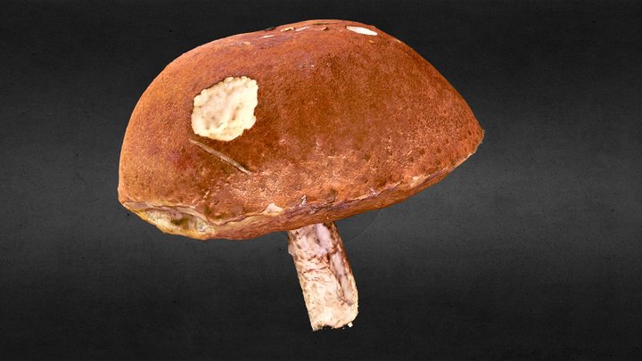 Orange-cap boletus (mushroom) 3D Model