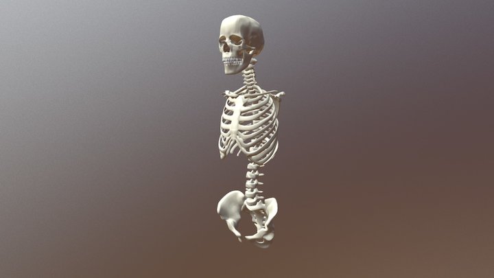 Human-skeleton 3D Model
