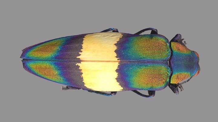 Chrysochroa toulgoeti 3D Model