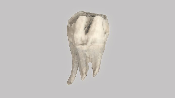 Rhinoceros Tooth Vrn 3D Model