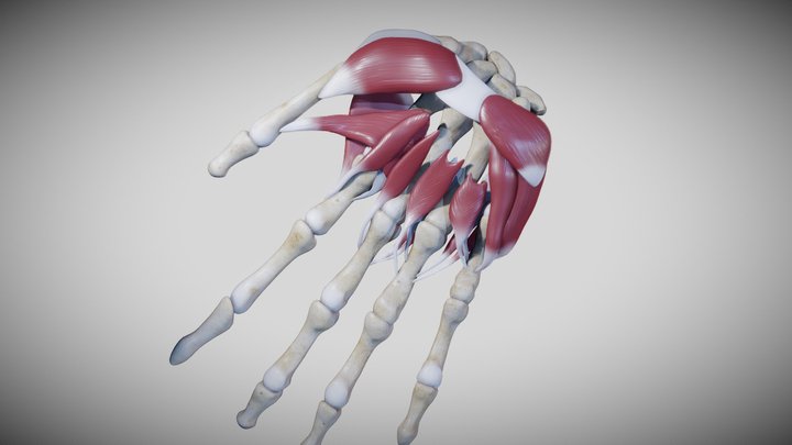 Intrinsic muscles of the hand 3D Model