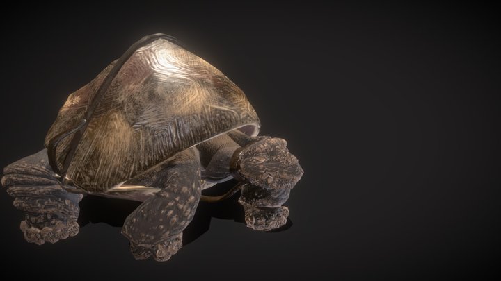 MB Tortoise Skills Canada 3D Model