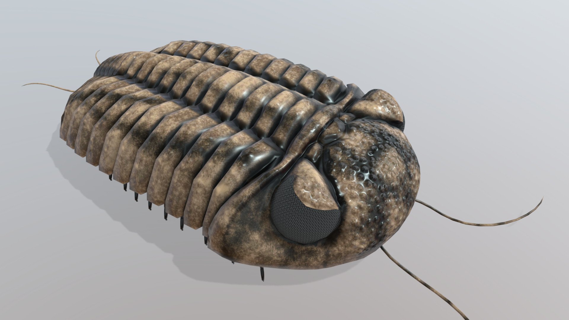 Phacops - 3D model by Paleobiome [734be1d] - Sketchfab