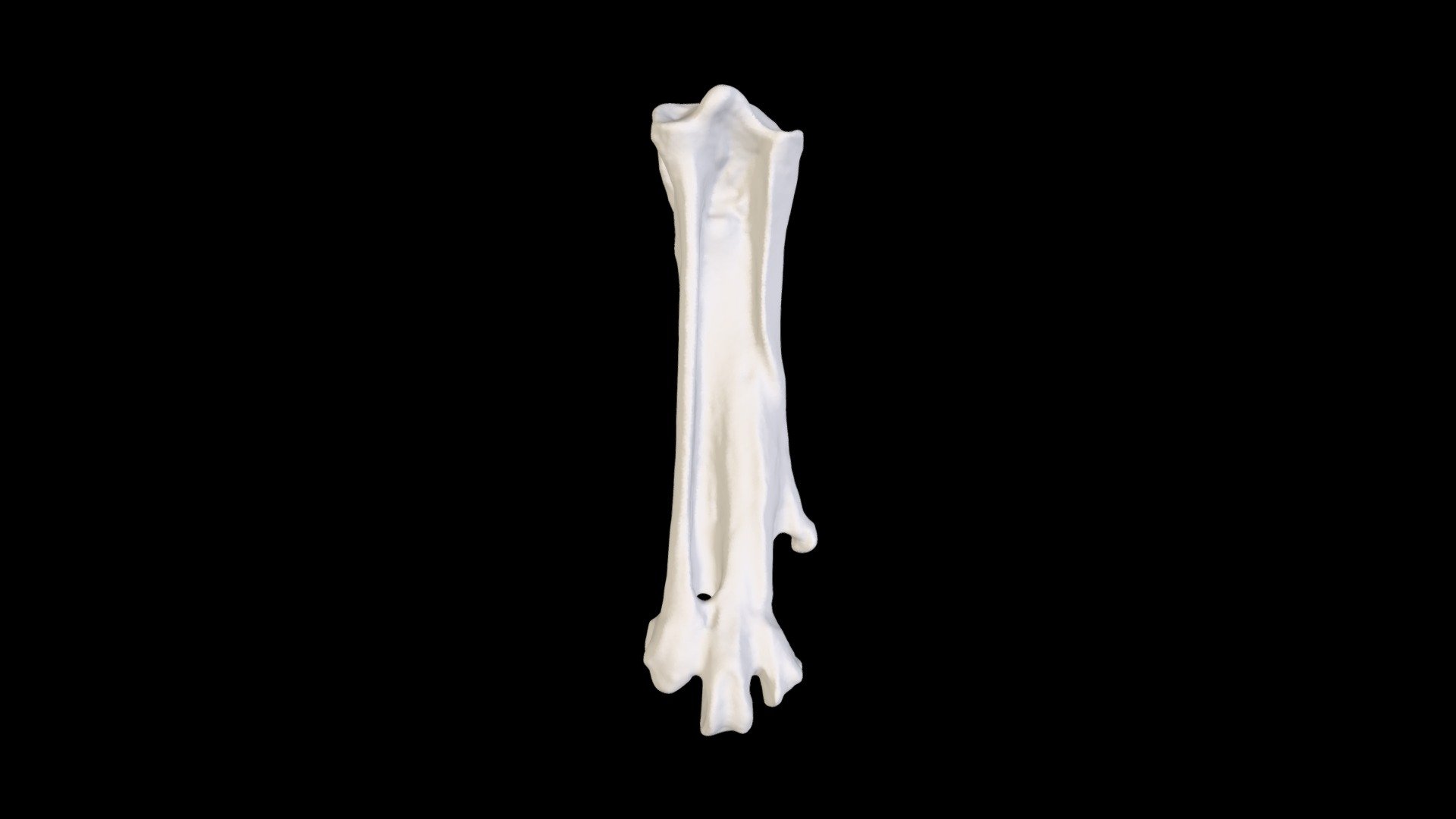 Amokura (Phaethon rubricauda) tarsometatarsus