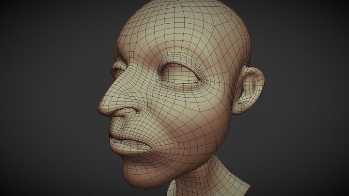 Head Topo 3D Model