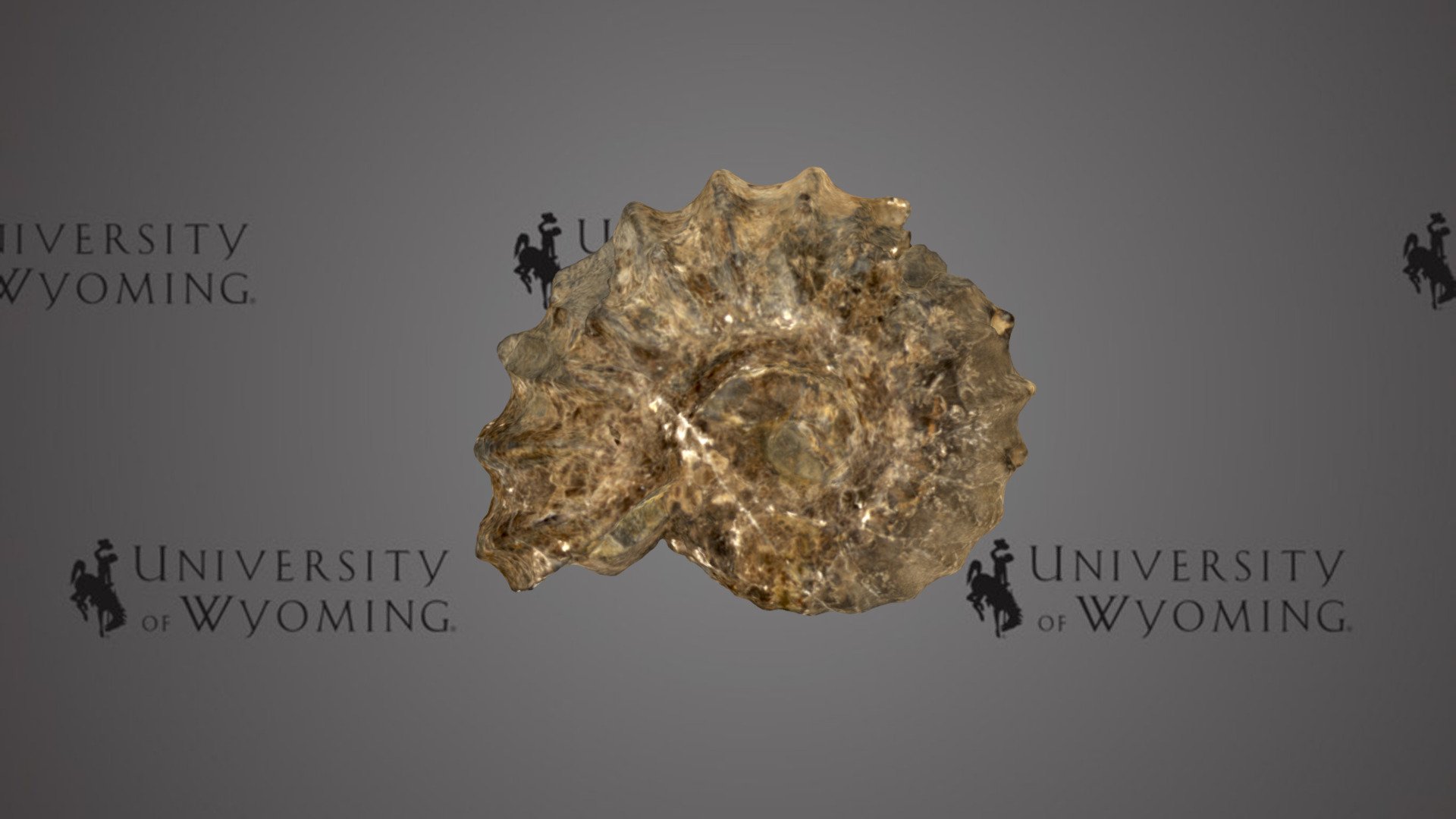 UW-Invert-A11555, Dunveganoceras pondi