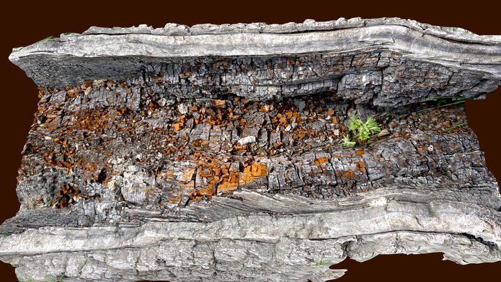 hollow sunken log metashape test 3D Model