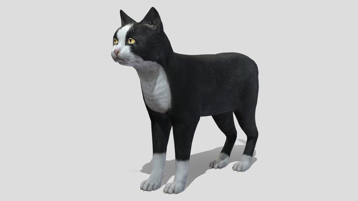Cat's all animations 3D Model