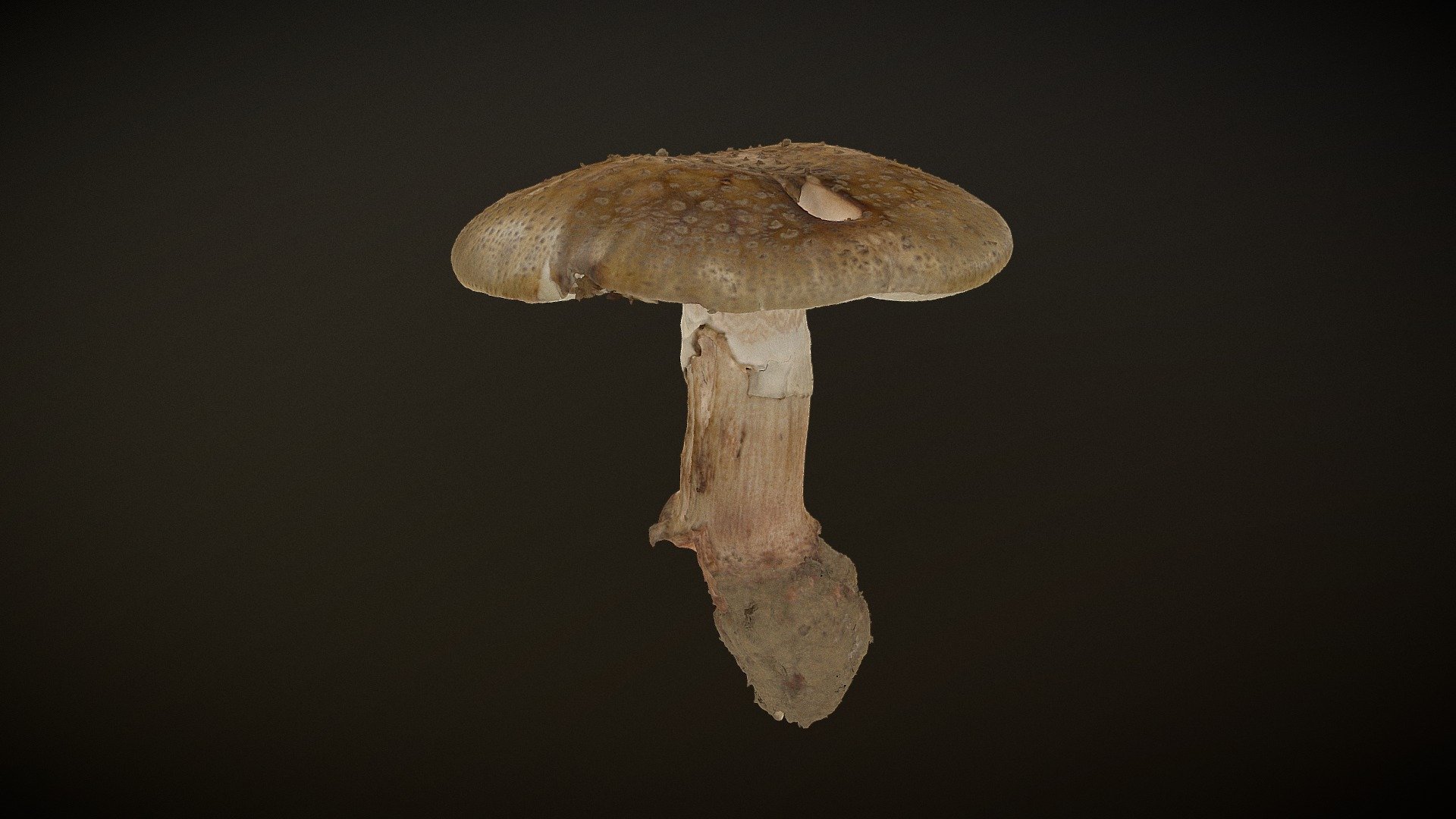 Real fungus scan 3D - Amanita rubescens