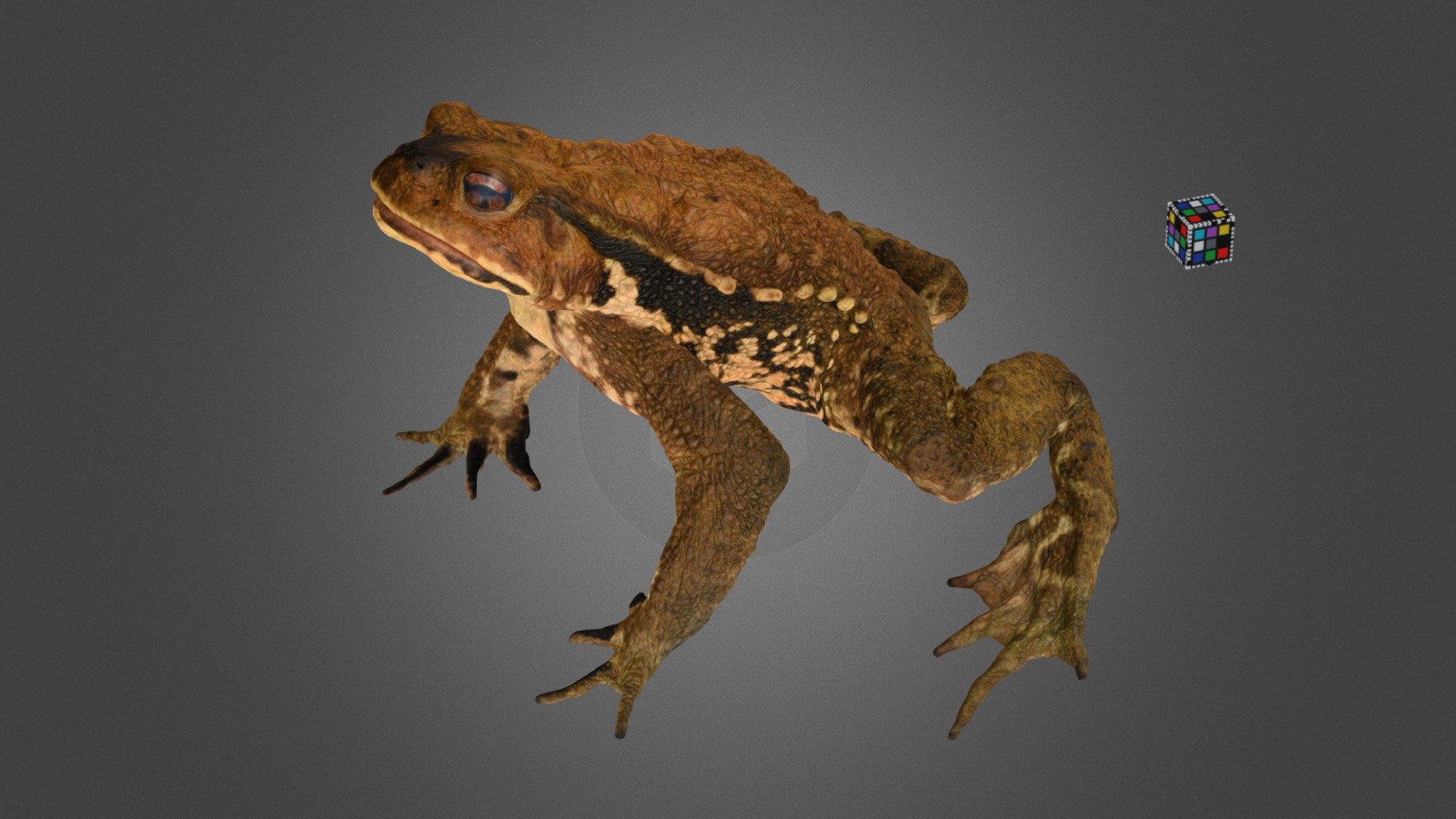 ニホンヒキガエル 🐸 ♂ Japanese Toad, B. j. japonicus - Download Free 3D model by  ffish.asia / floraZia.com (@ffishAsia-and-floraZia) [735dbc2]