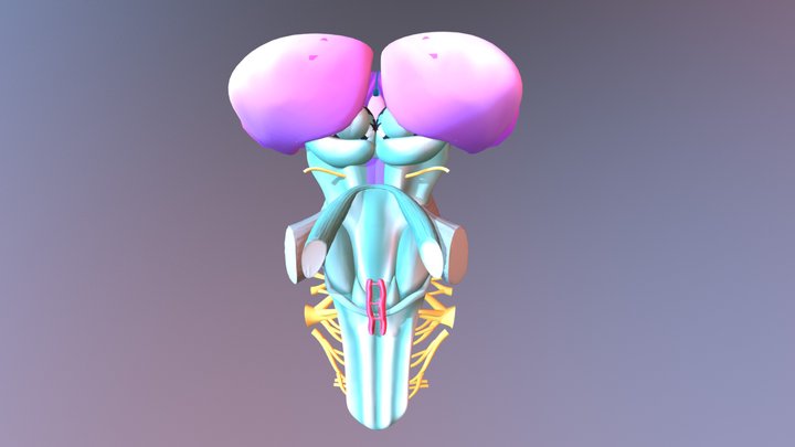 Medula BASE FINA Lblend 3D Model
