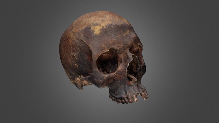 Human Skull from San Ignacio Church 3D Model