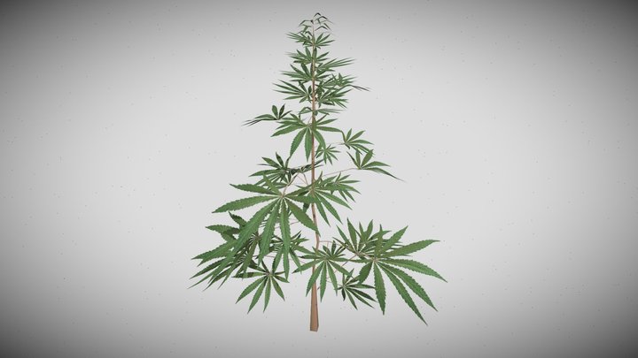 Small Cannabis Plant