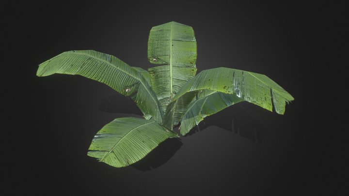 Tropical plant 3D Model