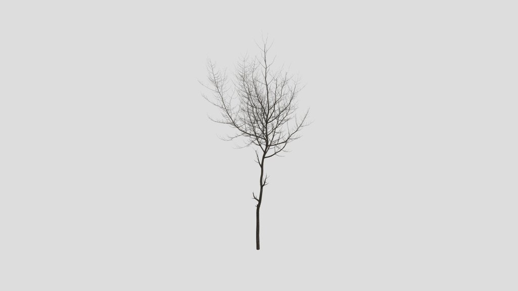 Norway Maple Tree