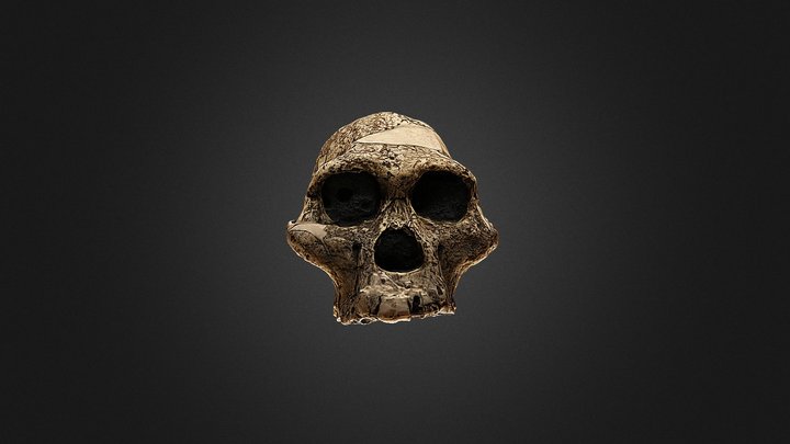 Afarensis Skull 3D Model