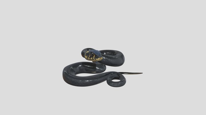 Grass snake 3D Model