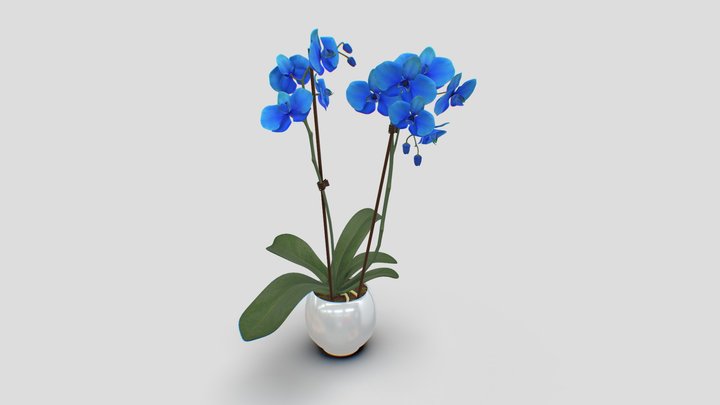 Phalaenopsis Hybrid Royal Blue 12cm 3D Model