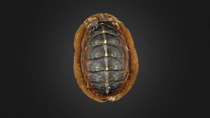 Plaxiphora aurata 3D Model