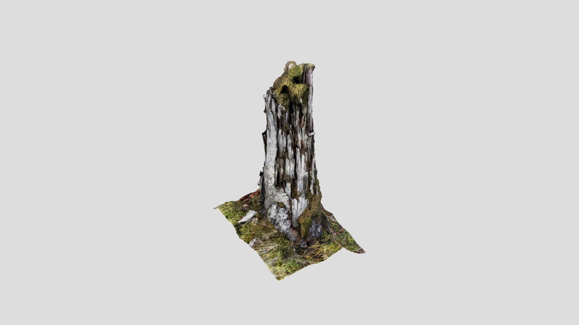 Stump 1
