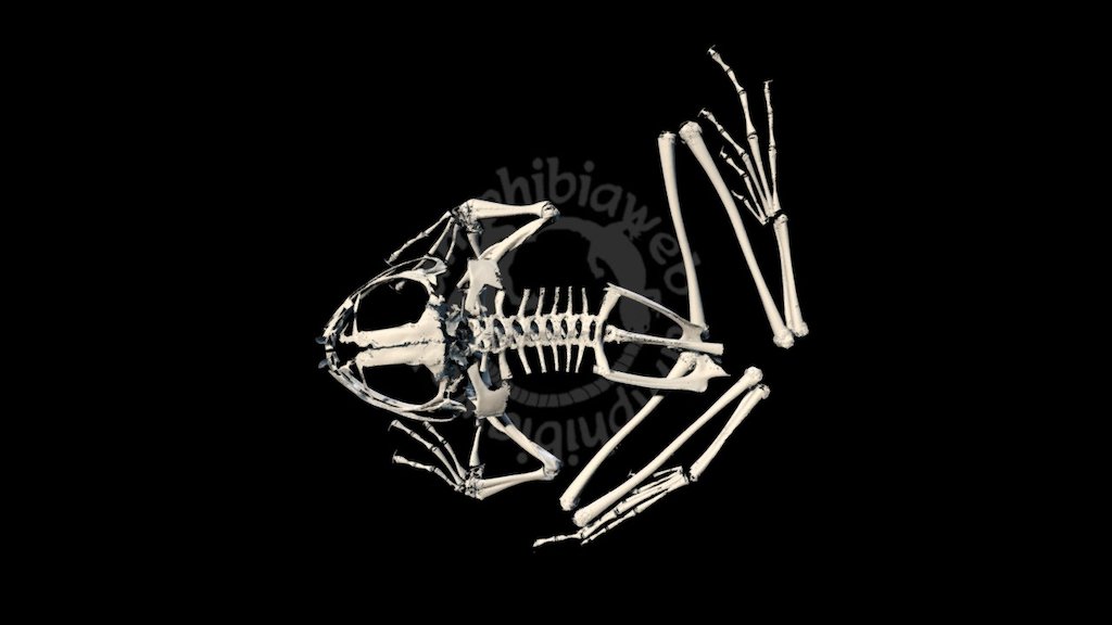 Petropedetidae Petropedetes palmipes 3D model by Blackburn Lab