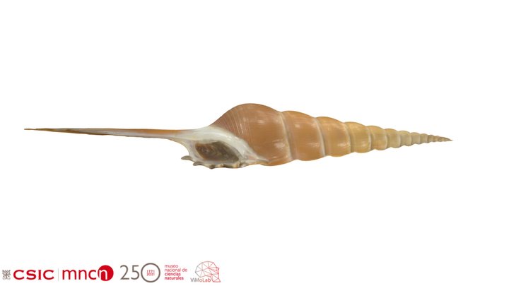 Tibia fusus - MNCN-15.05/55805 3D Model