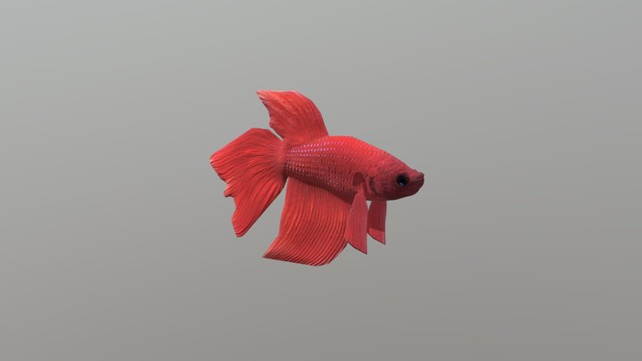 Fish Betta 3D Model