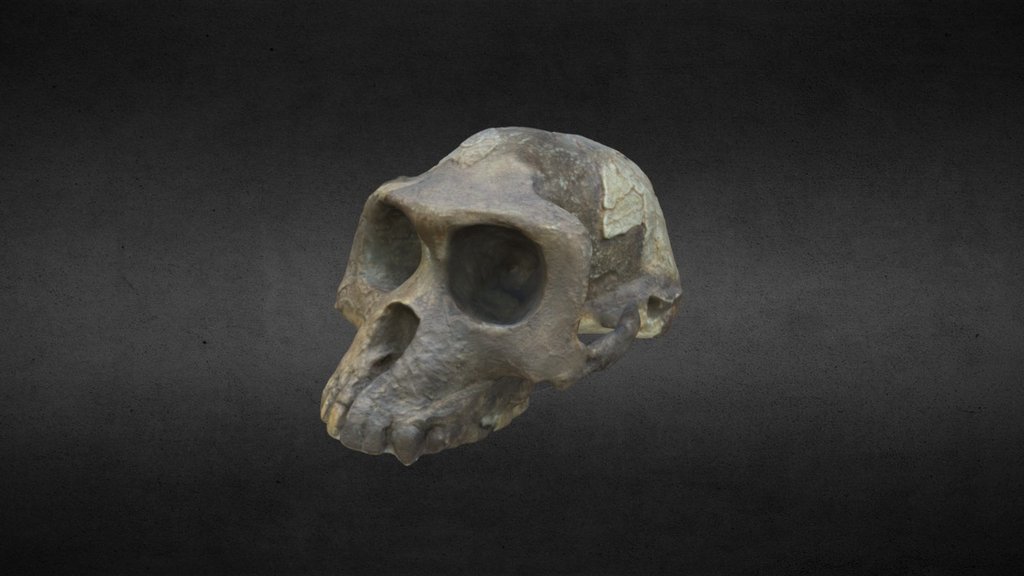Skull B