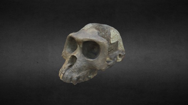 Skull B 3D Model