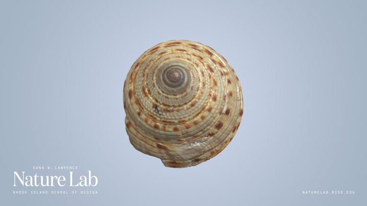 Giant Sundial Shell – Modelo 3D gratuito STL