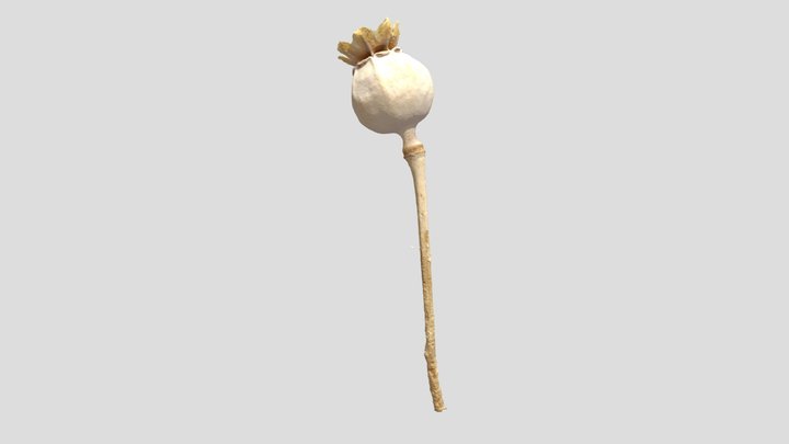 Small Poppy 3D Model
