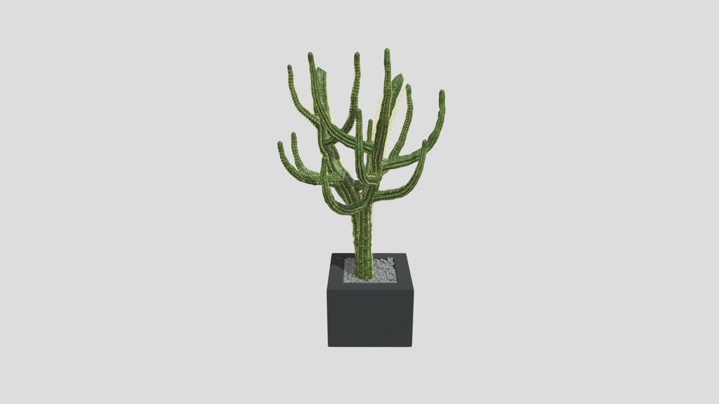 Kaktoos Tree