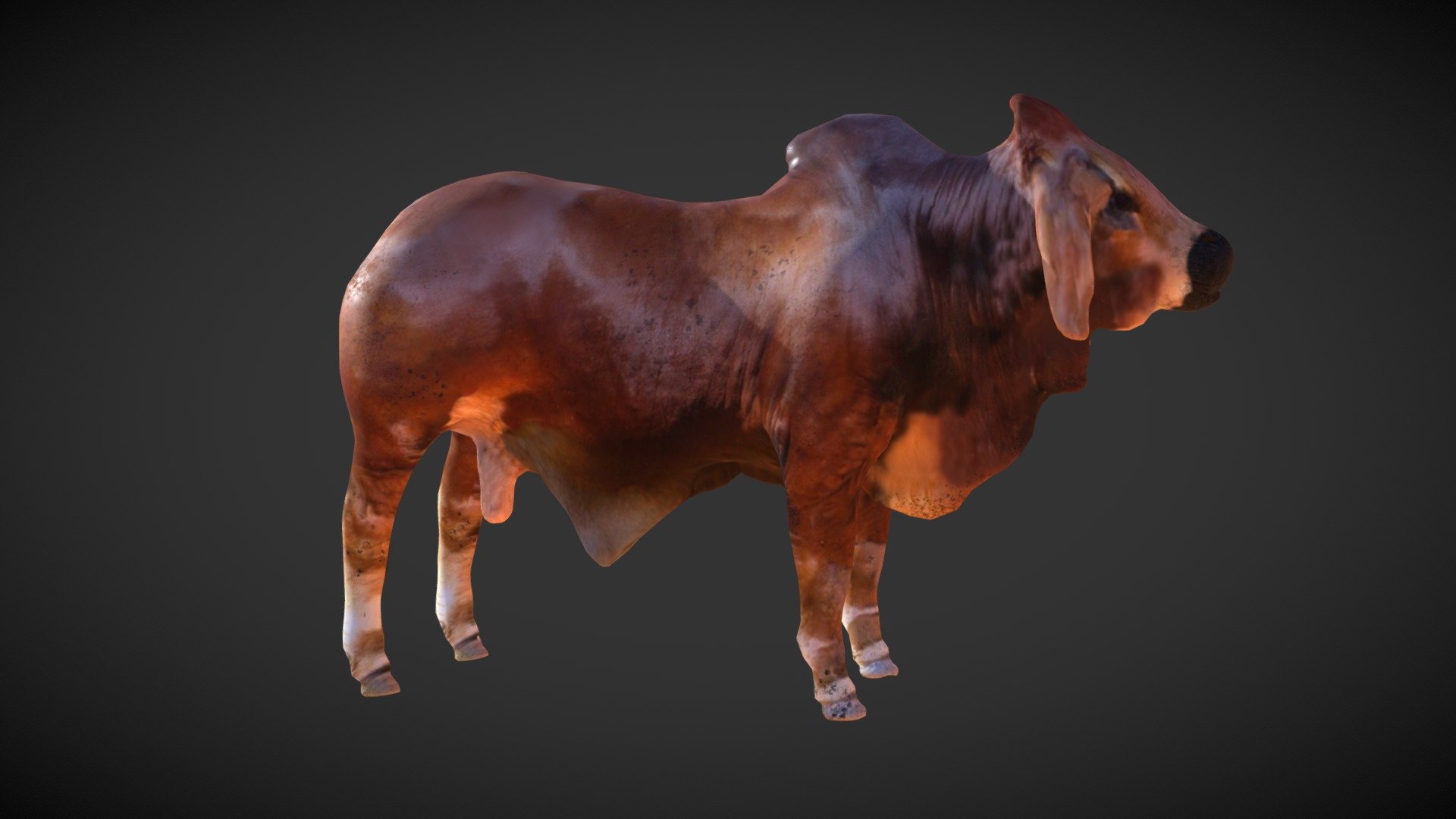 Bull india — Sketchfab embed 3D viewer