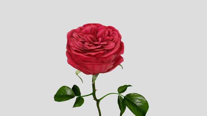 piano rose new 3D Model