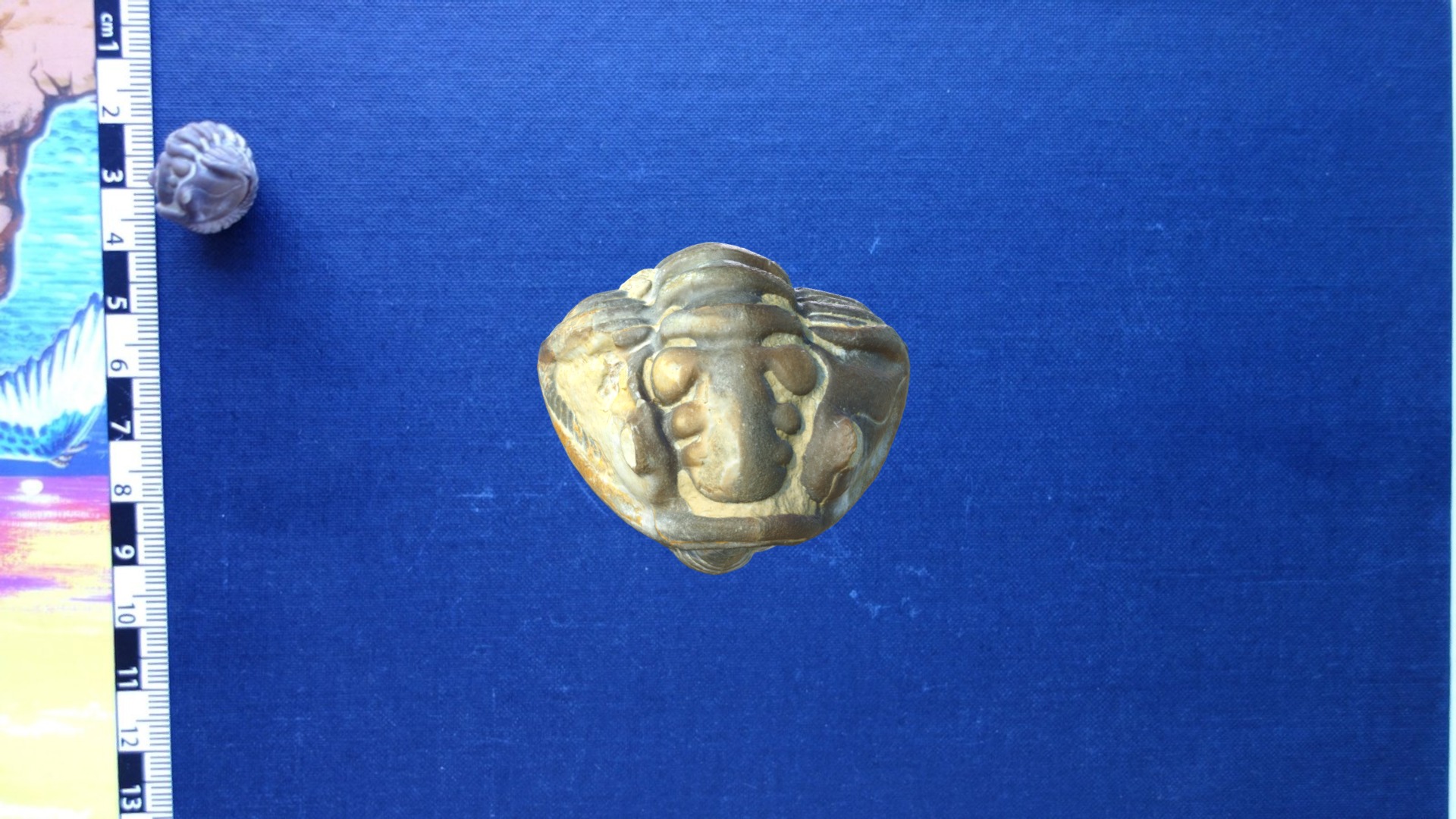 3D model Flexicalymene meeki – enrolled trilobite - This is a 3D model of the Flexicalymene meeki - enrolled trilobite. The 3D model is about a coin on a blue surface.