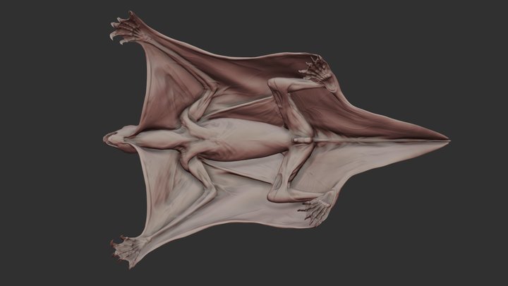 Colugo Ecorche, Skin 3D Model