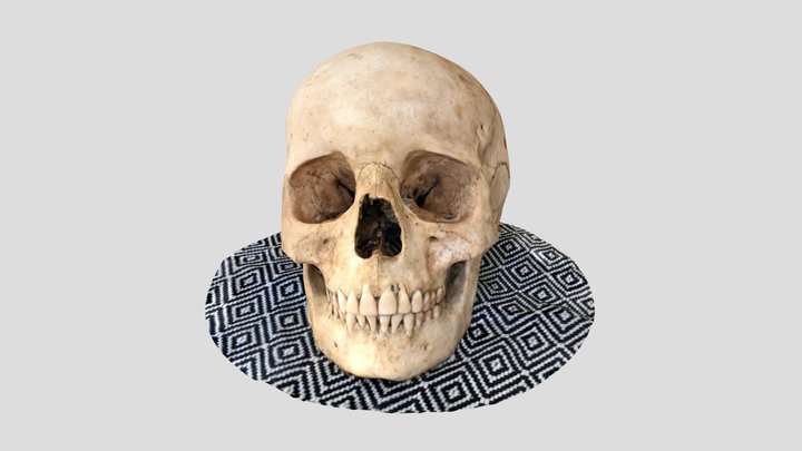 Skull SLC18 SK43 3D Model