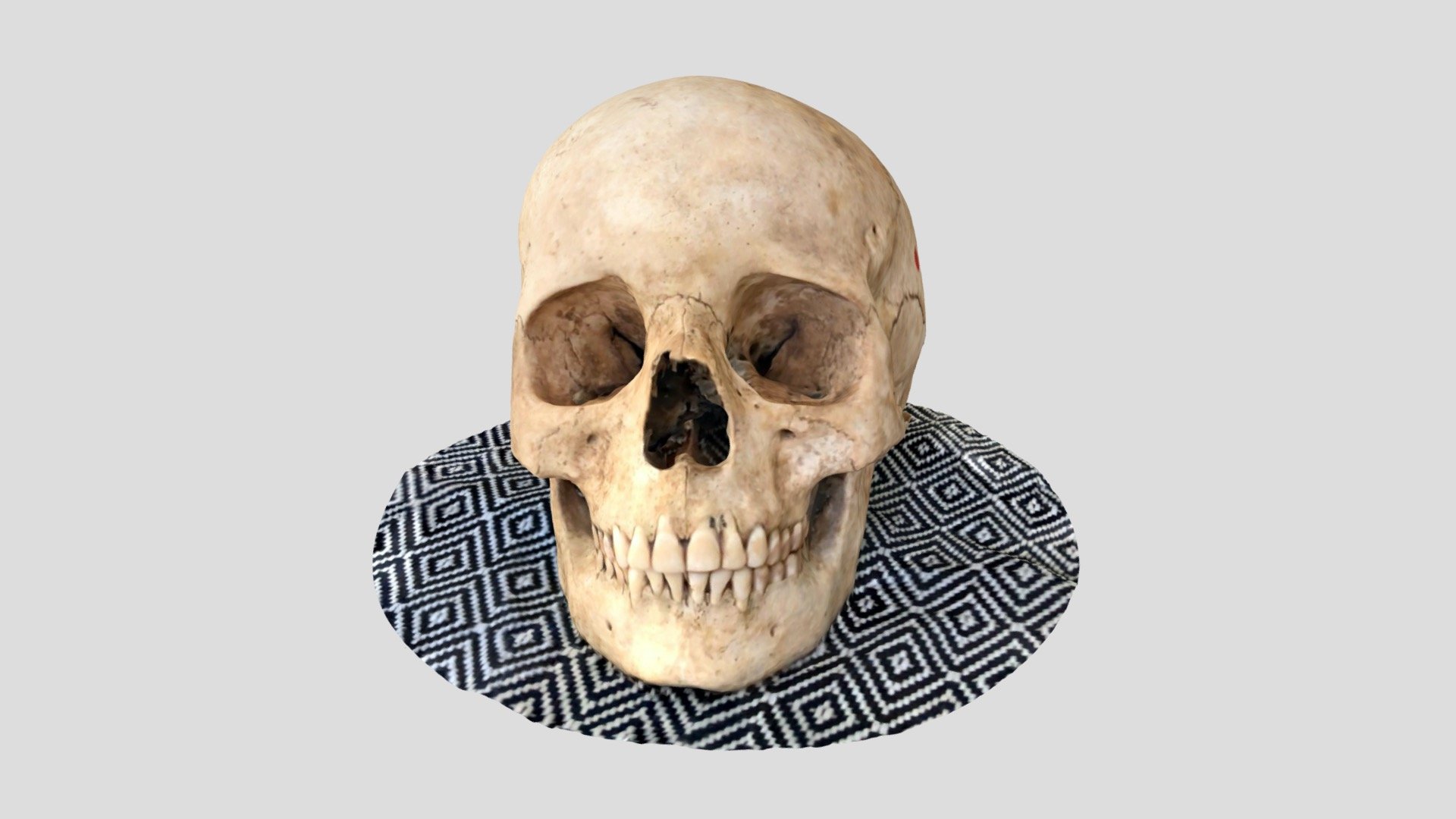 Skull SLC18 SK43