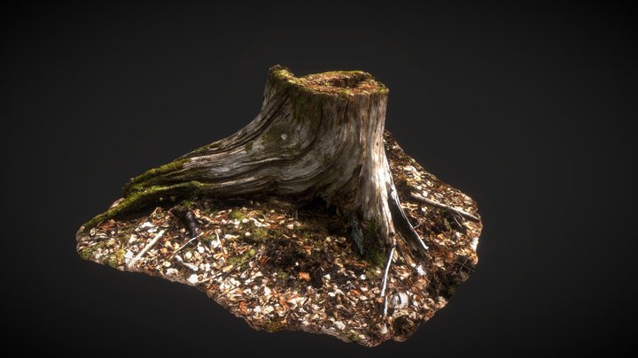 Trunk002 Photogrammetry 3D Model