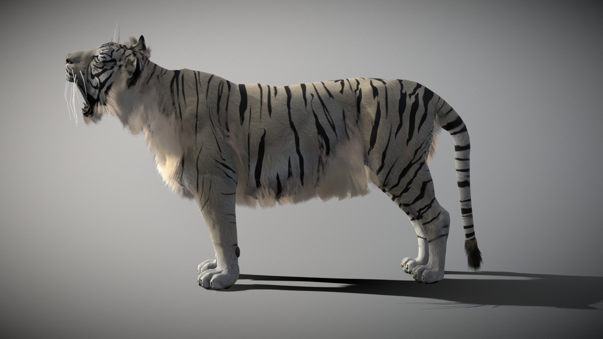 modèle 3D de Tigre blanc (2) - TurboSquid 1443796