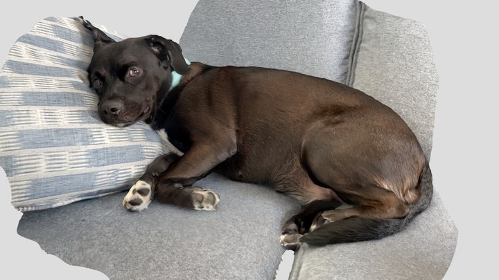 maxy the dog sleeping 3D Model