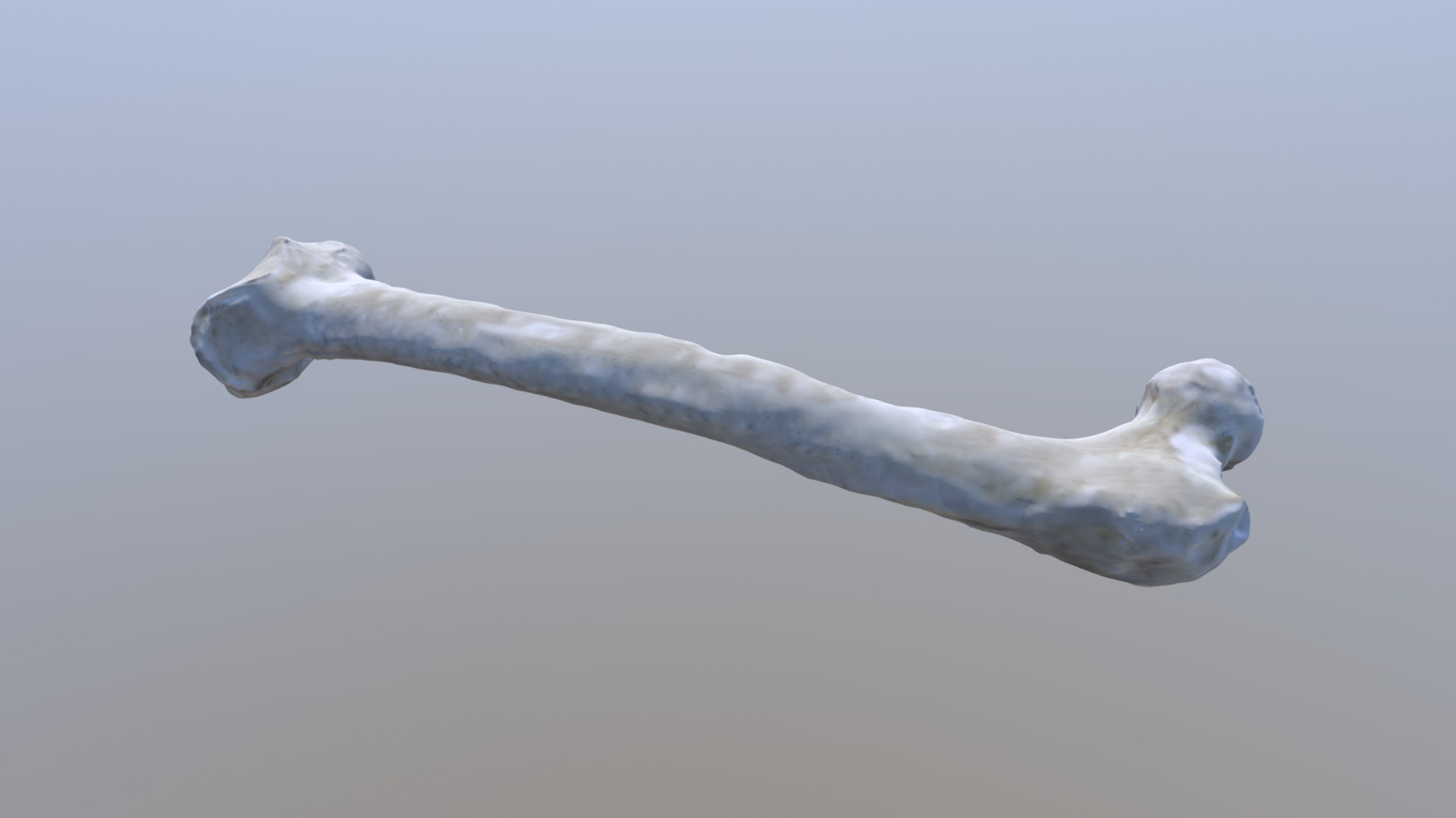 Chimp Femur - 3D model by Miguel Sanchez (@MiguelSanchez) [7390c04 ...