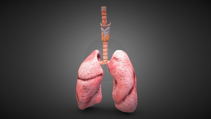 Human Lungs Realistic 3D Model