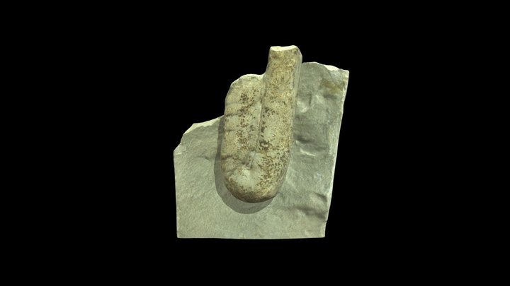Euptychoceras sp. heteromorph ammonite – Free 3D Model STL