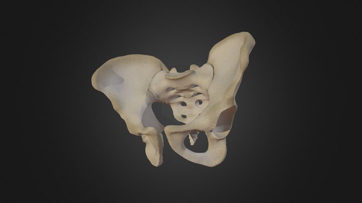 Male Pelvis 3D Model