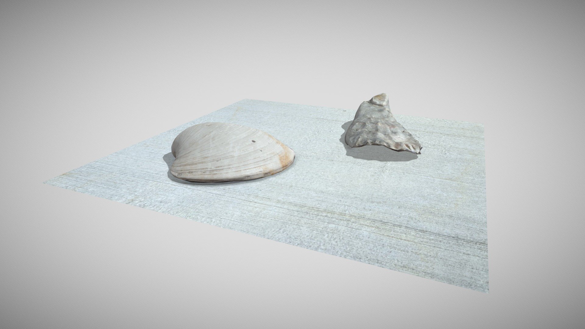 Seashell Still Life