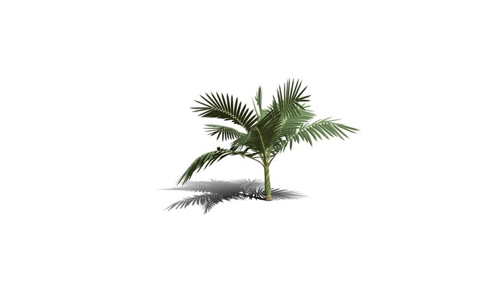 Realistic HD Alexander palm (11/30) 3D Model