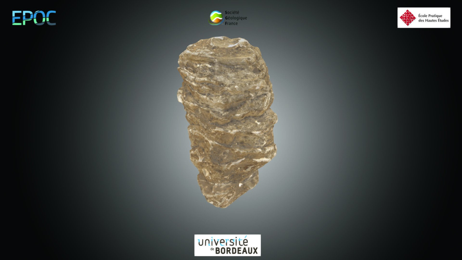 Rudiste - Radiolites sp.