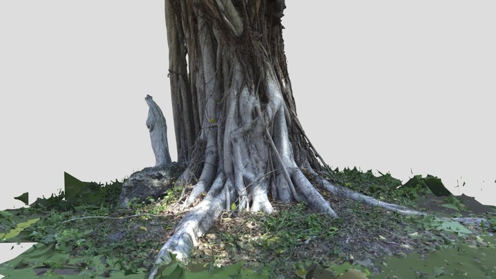 Ficus 3D Model