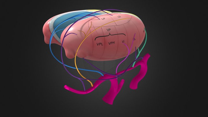 Thalamus 3D Model